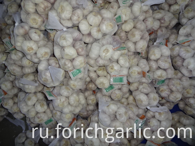 Normal White Garlic Fresh